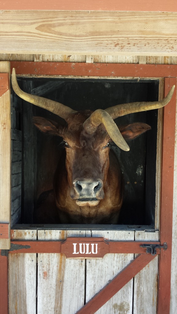 576x1024, 156 Kb / lulu, бык, рога, три