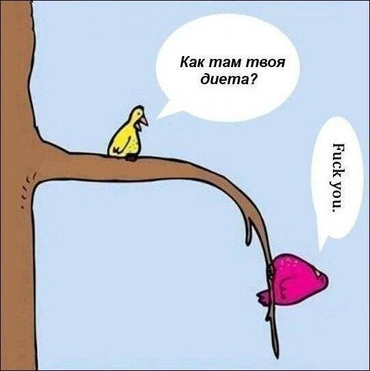 540x542, 25 Kb / диета, птицы