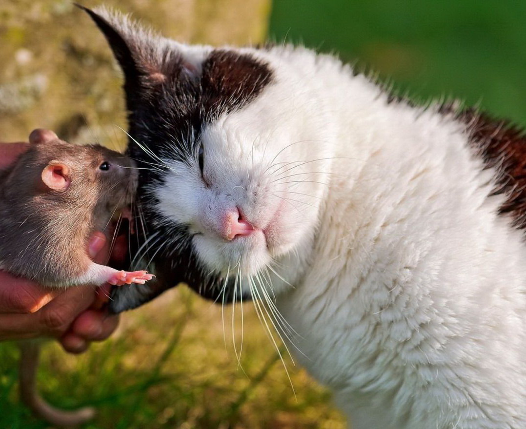 1078x880, 248 Kb / кот, мышь, терки