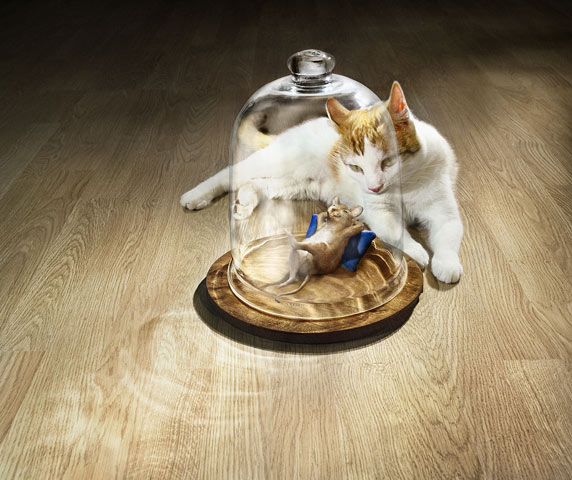 572x480, 115 Kb / мышь, кошка, блюдо