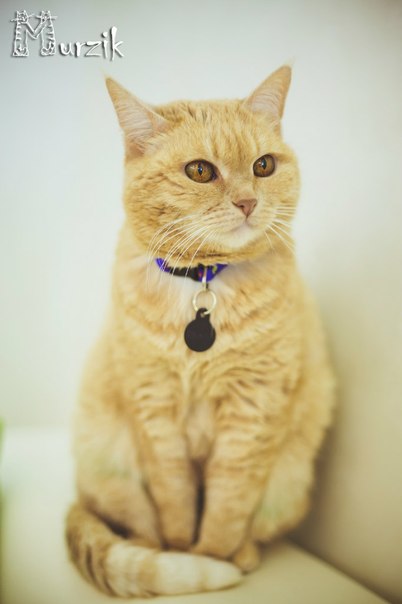 402x604, 28 Kb / кафе, Муррзик