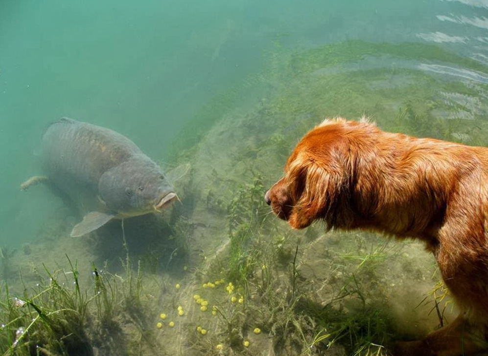 997x729, 212 Kb / вода, пес, собака, рыба, карп