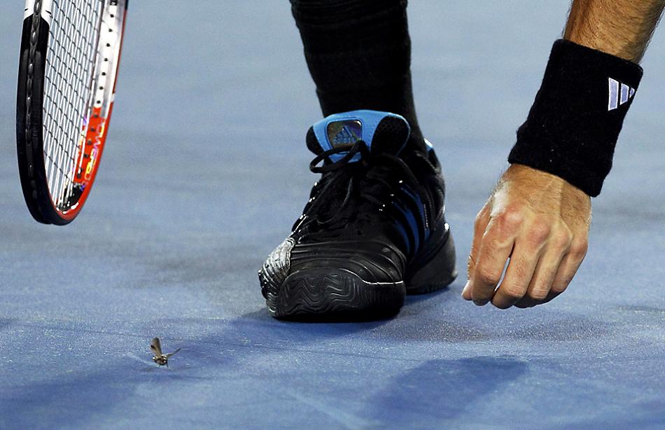 950x614, 98 Kb / фернандо гонсалес, теннисист, ракетка, мотылёк