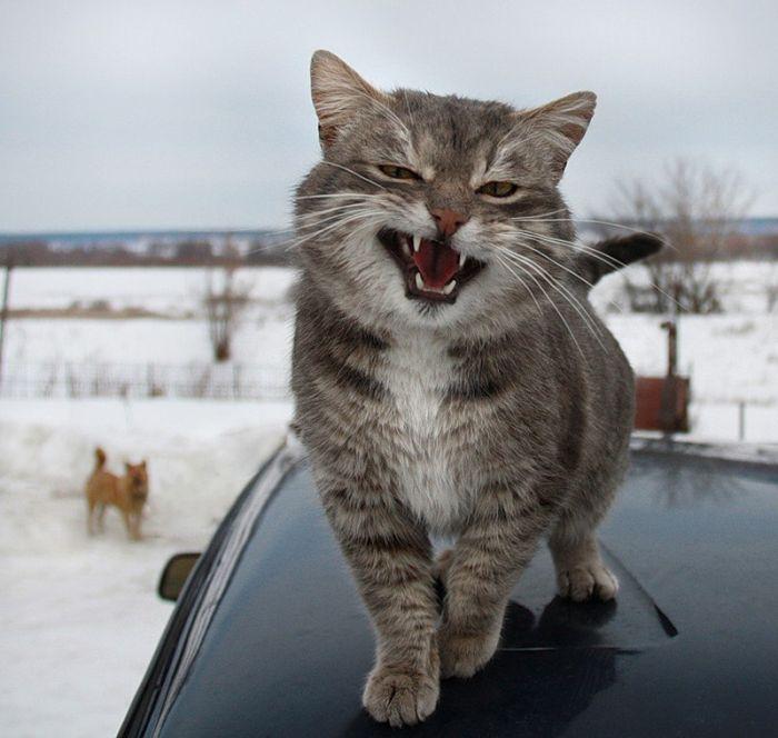 700x664, 54 Kb / кот, машина, собака, усмешка