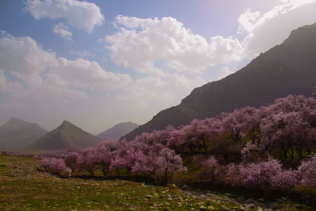 1024x683, 271 Kb / ирак, сулеймания, миндаль, цветущий, горы