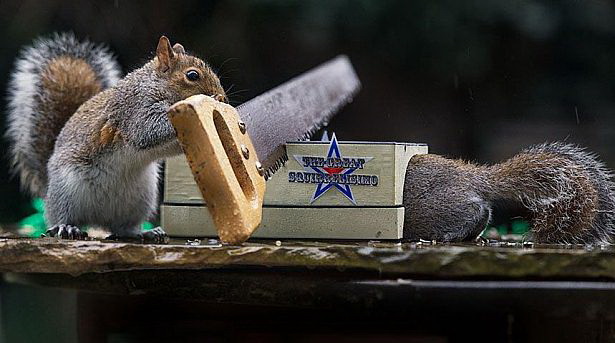 615x343, 67 Kb / белка, пила