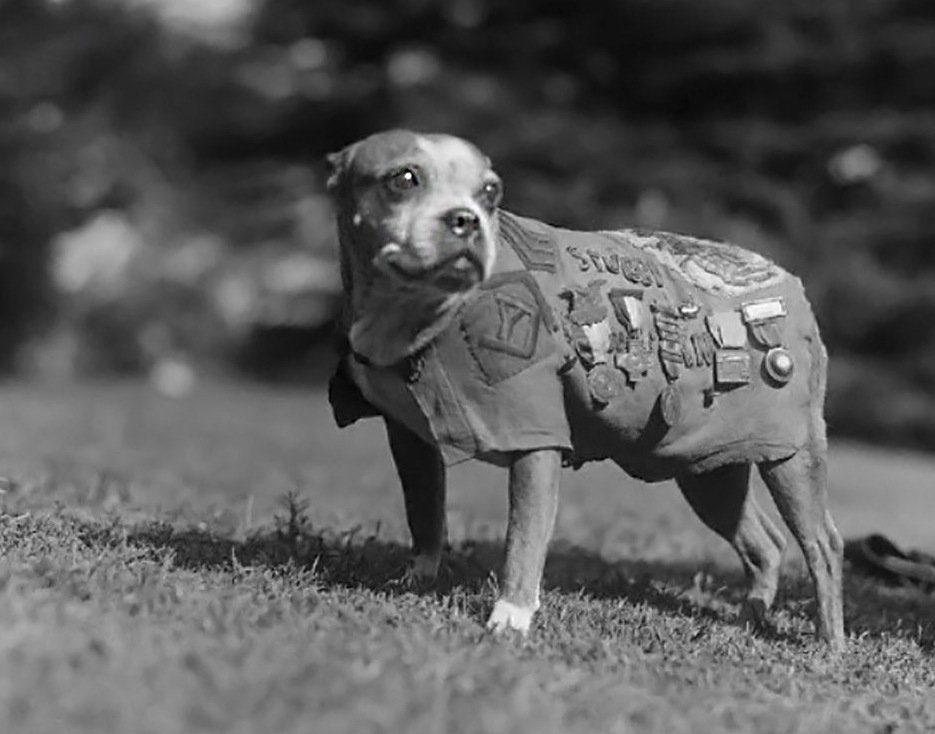 935x734, 81 Kb / Животные, собака, медаль, ч/б