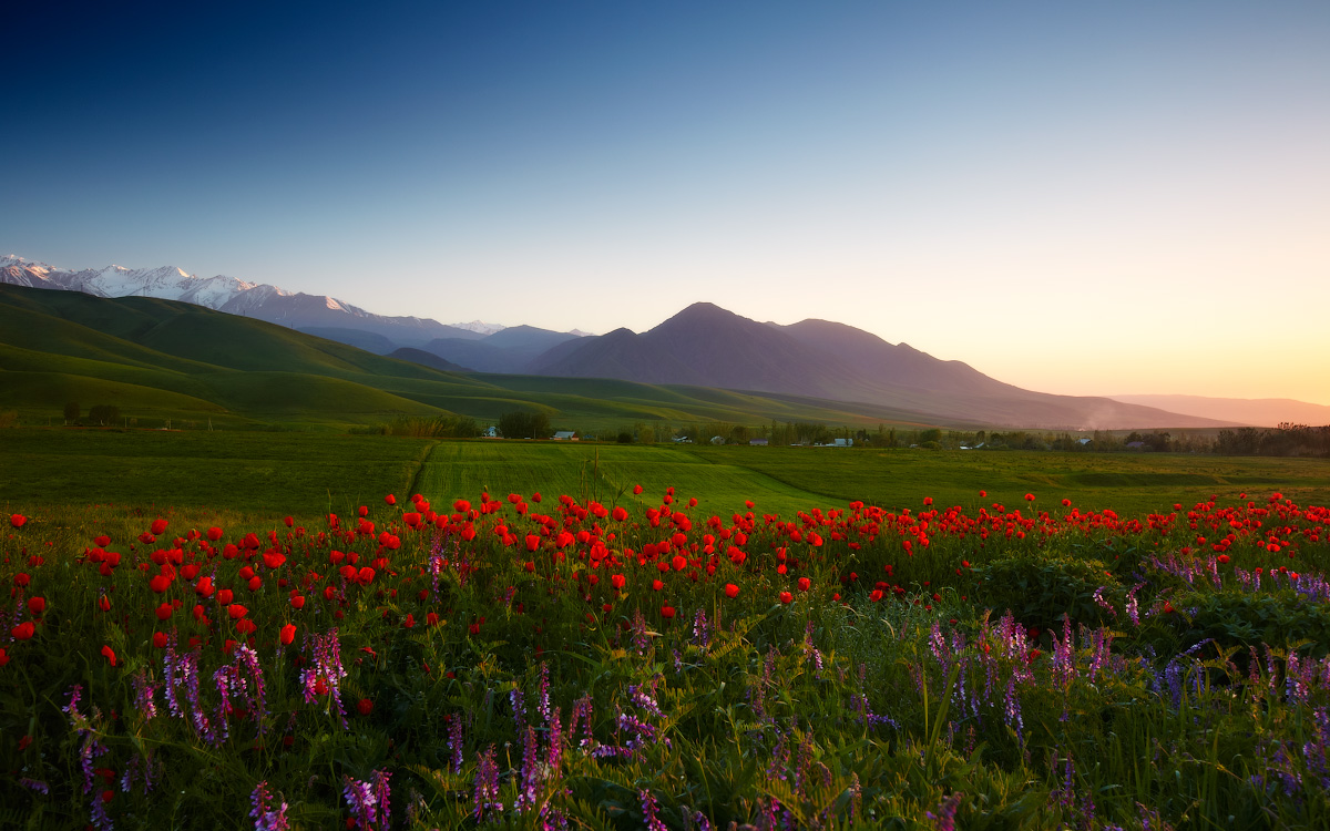 1200x750, 345 Kb / цветы, поле, горы, трава