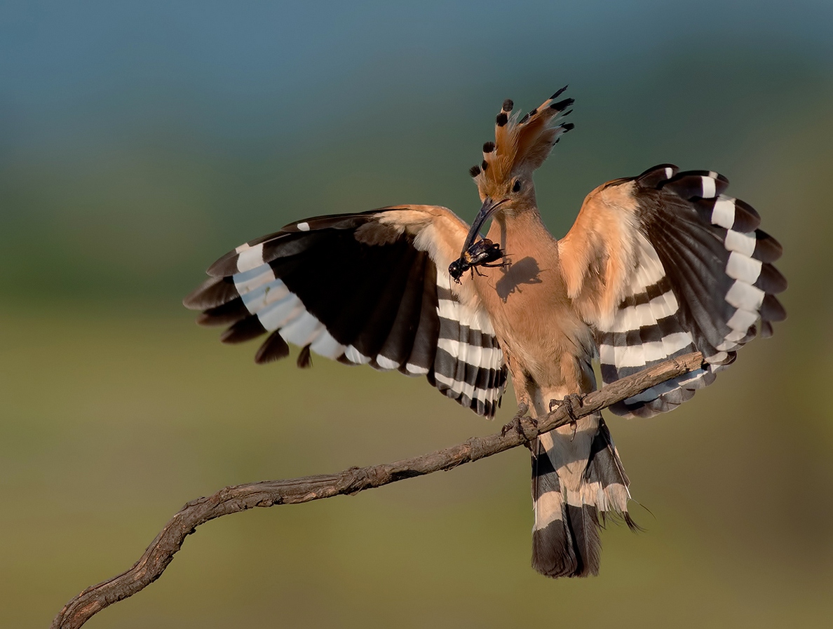 1188x897, 341 Kb / ветка, птица, удод, жук