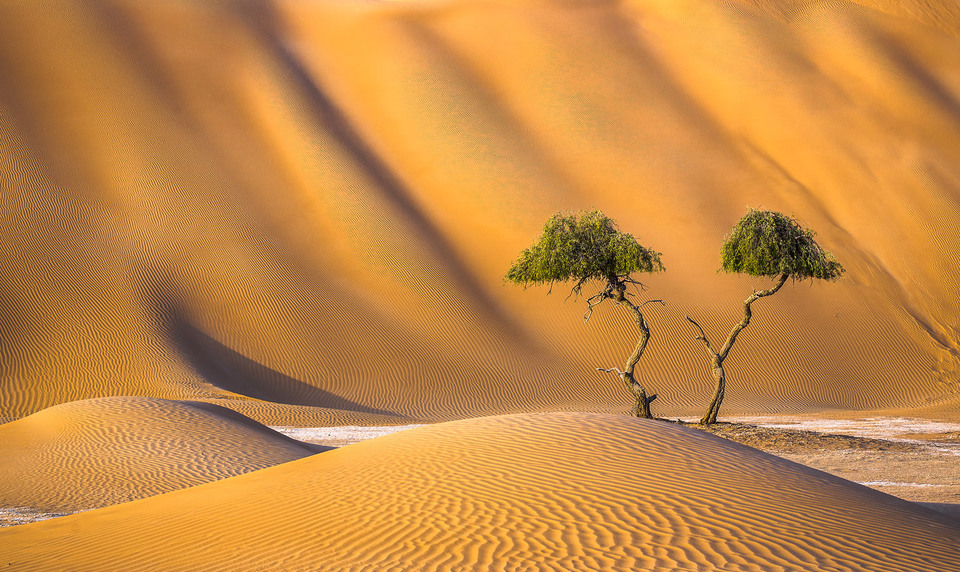 960x572, 268 Kb / пустыня, песок, барханы, деревья, два