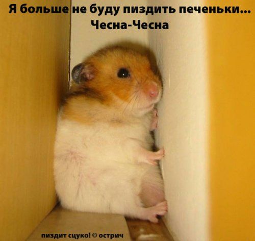 500x472, 28 Kb / хомяк