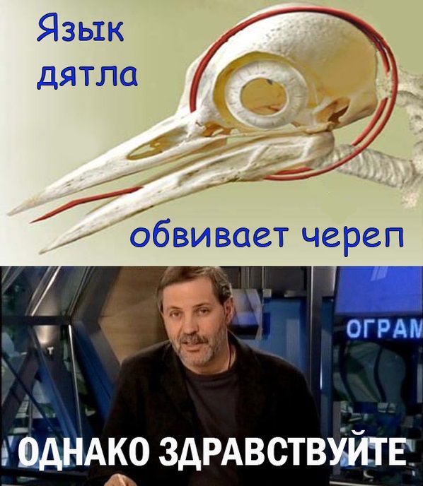 598x688, 69 Kb / дятел, язык, однако