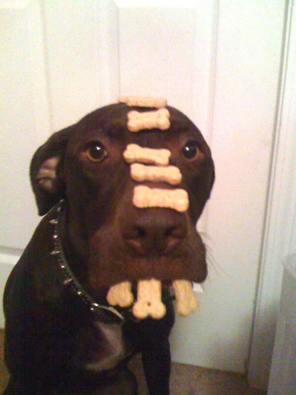 600x800, 64 Kb / собака, печенье, кость, зубы, ошейник