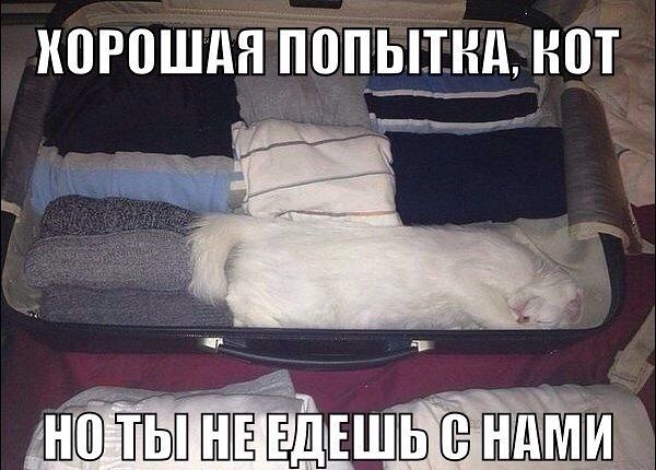 600x430, 57 Kb / кот, чемодан