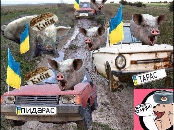 604x451, 106 Kb / Свиньи, автомобили, сало, дорога, грязь, украина, медведь, политота
