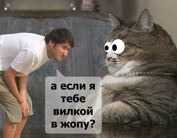 600x470, 53 Kb / себа, кот, глаза