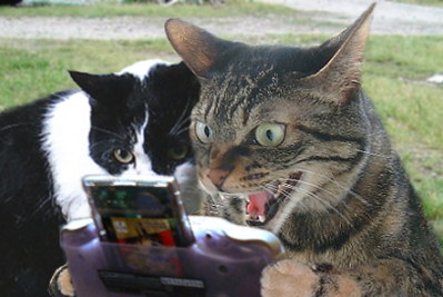 399x267, 31 Kb / коты, приставка, игра