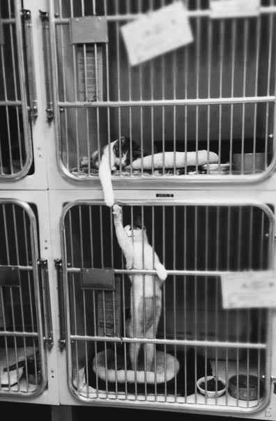 396x604, 72 Kb / питомник, клетки, кошки, взаимопонимание, ч/б