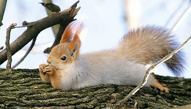 630x362, 92 Kb / белка