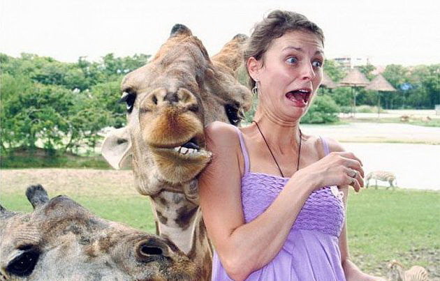 630x403, 82 Kb / жираф, укус, боль