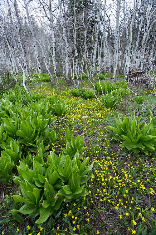 500x750, 288 Kb / березы, цветы, заросли, лес