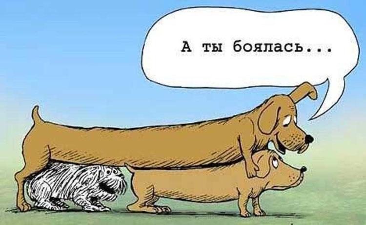 750x460, 82 Kb / такса, вязка, секс, измена