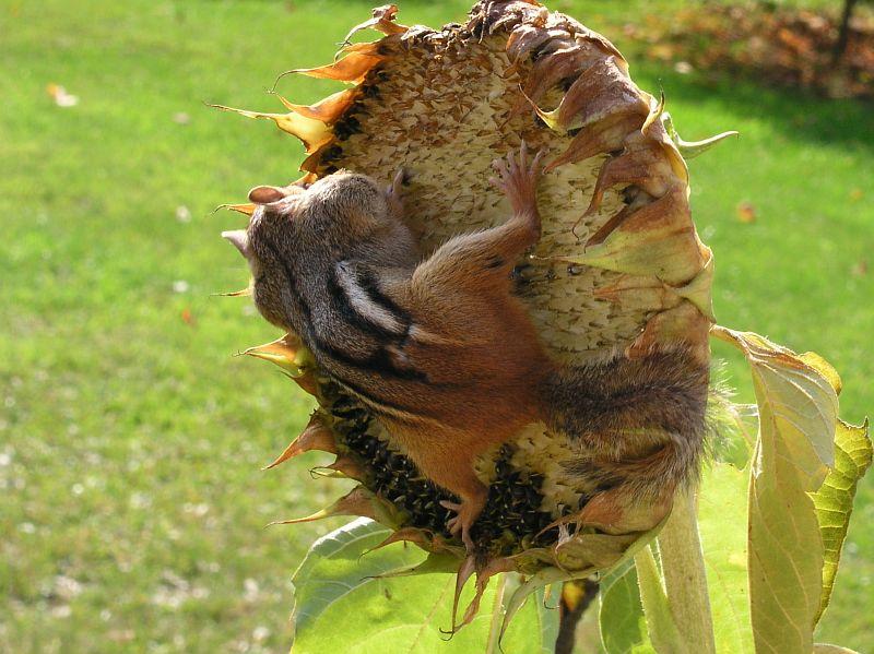 800x599, 87 Kb / подсолнух, бурундук