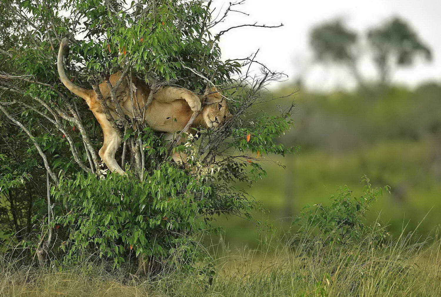 1500x1011, 341 Kb / львица, кусты, поза