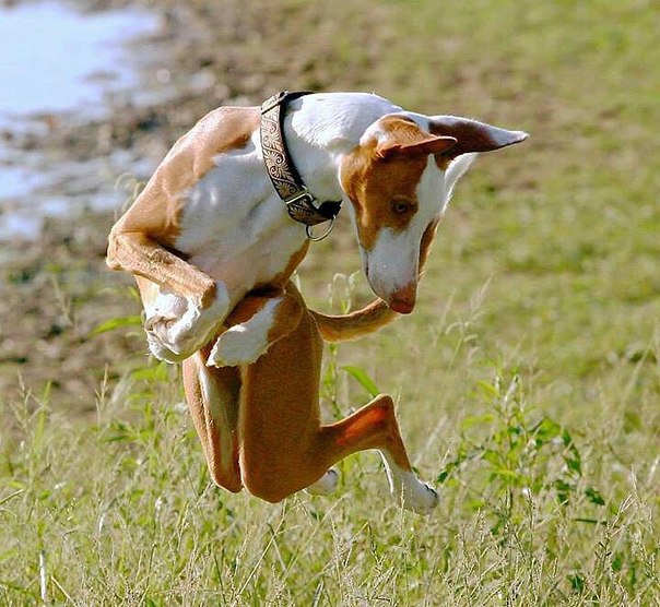 604x556, 90 Kb / собака, танцевака, трава, ошейник, прыжок