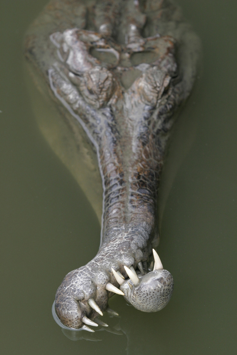 780x1170, 176 Kb / крокодил, Гангский, гавиал