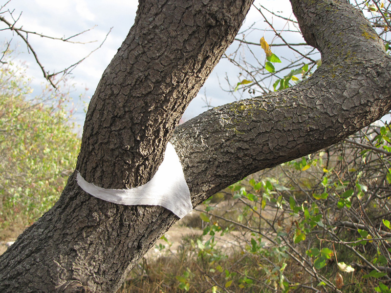 800x600, 313 Kb / дерево, трусы