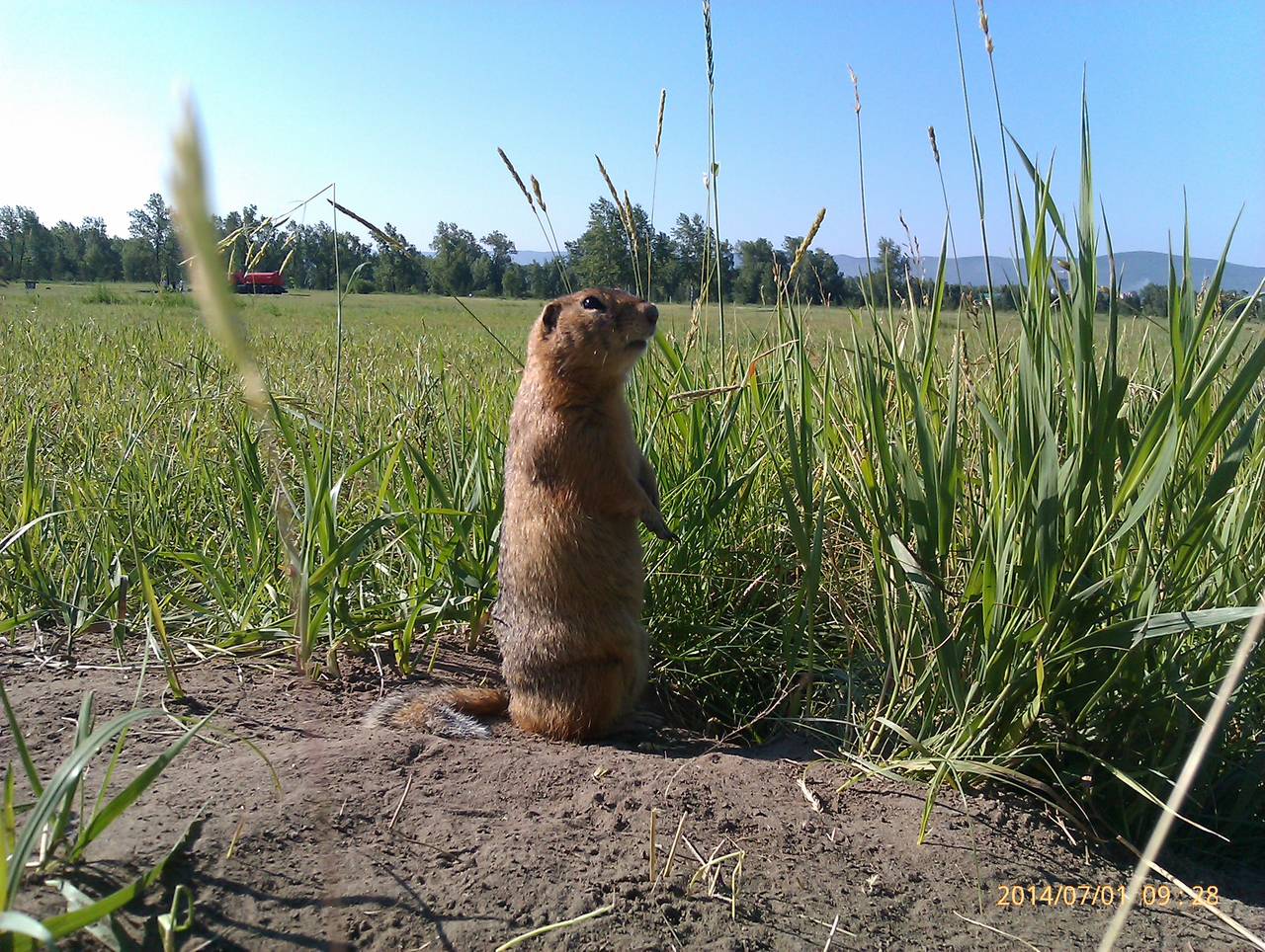 1280x964, 299 Kb / суслик, трава