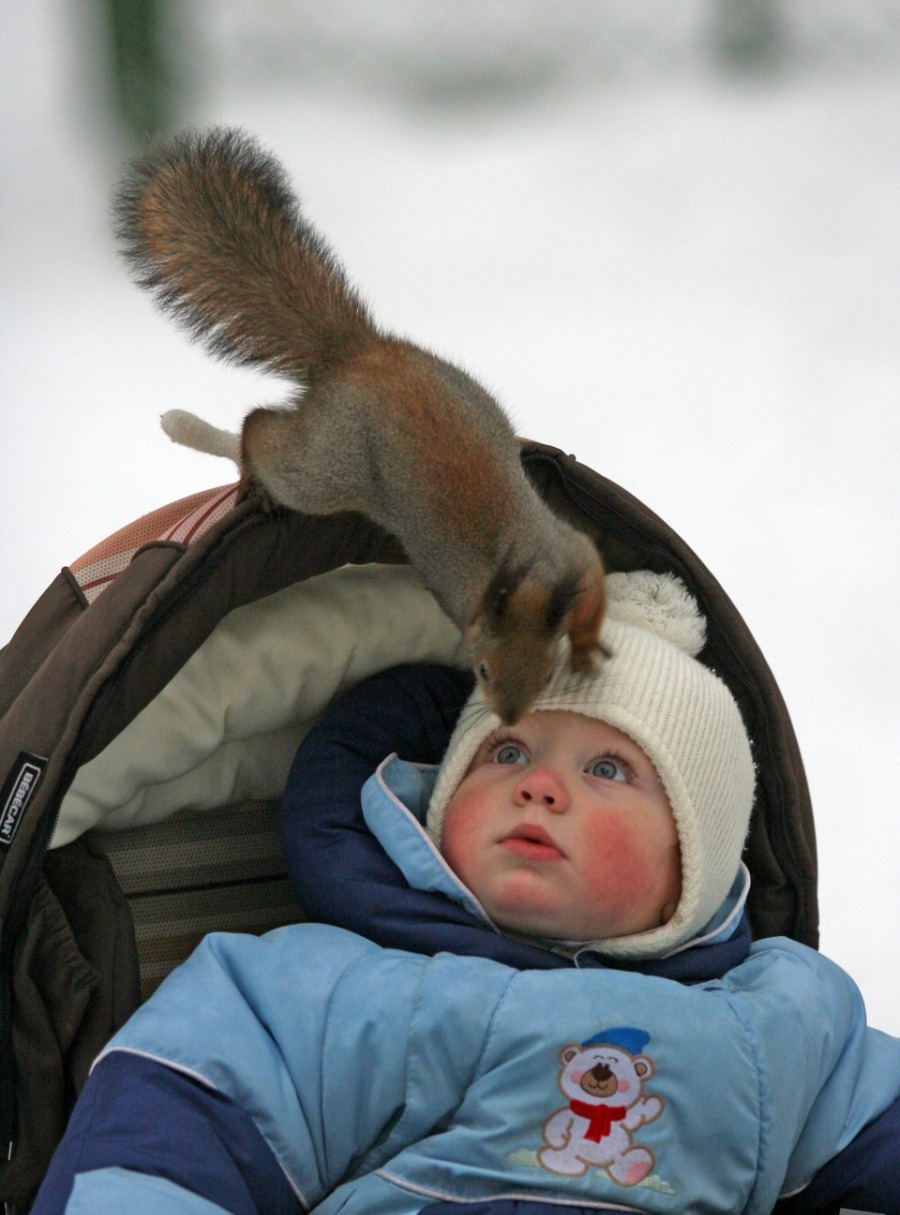 900x1215, 201 Kb / коляска, ребёнок, белка