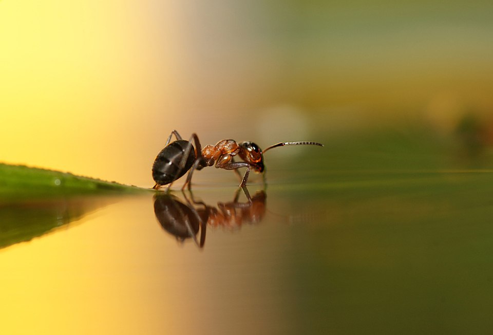 960x652, 40 Kb / муравей, вода, макро