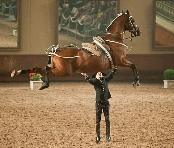 563x480, 98 Kb / лошадь, силач, манеж