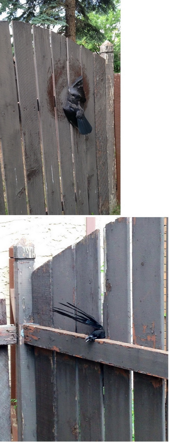 555x1450, 268 Kb / деревянный, забор, ворона