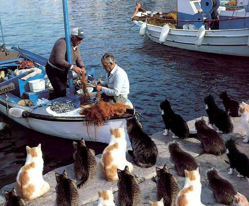800x662, 201 Kb / лодка, причал, рыба, коты
