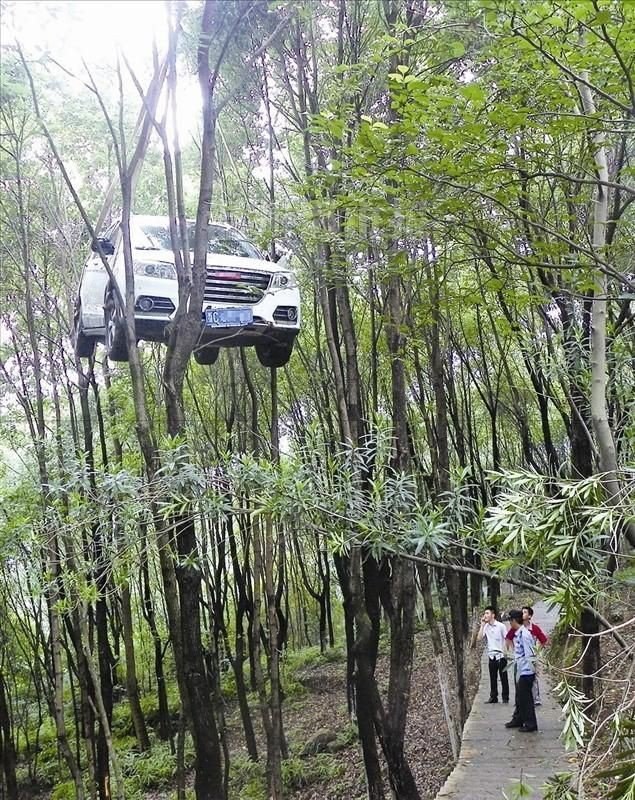 635x800, 204 Kb / авто, посадка, деревья, пешеходы