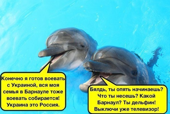 595x398, 72 Kb / дельфины, телевизор, политота, украина, война, барнаул