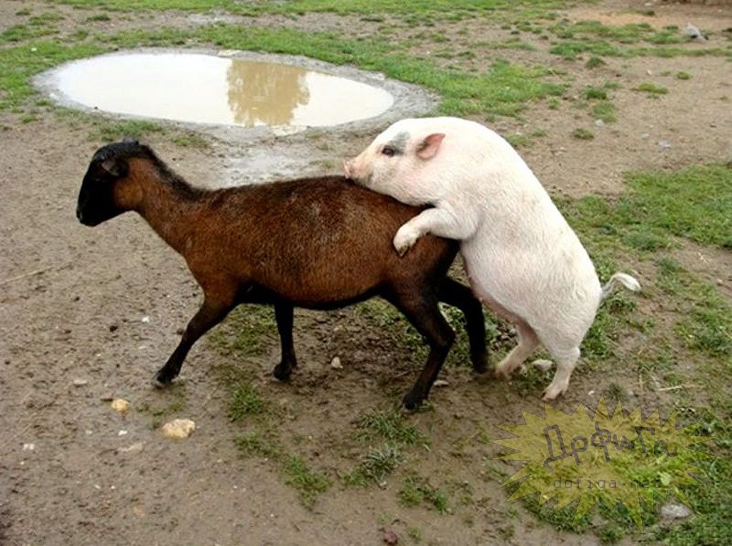 1024x765, 170 Kb / свинка, овца, лужа