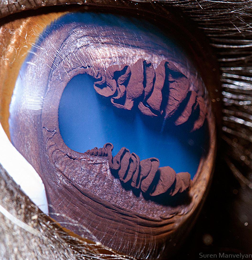 1055x1091, 182 Kb / Глаз, лама, макро