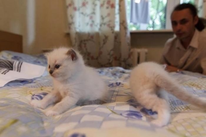 700x467, 36 Kb / котёнок, белый, невидимый