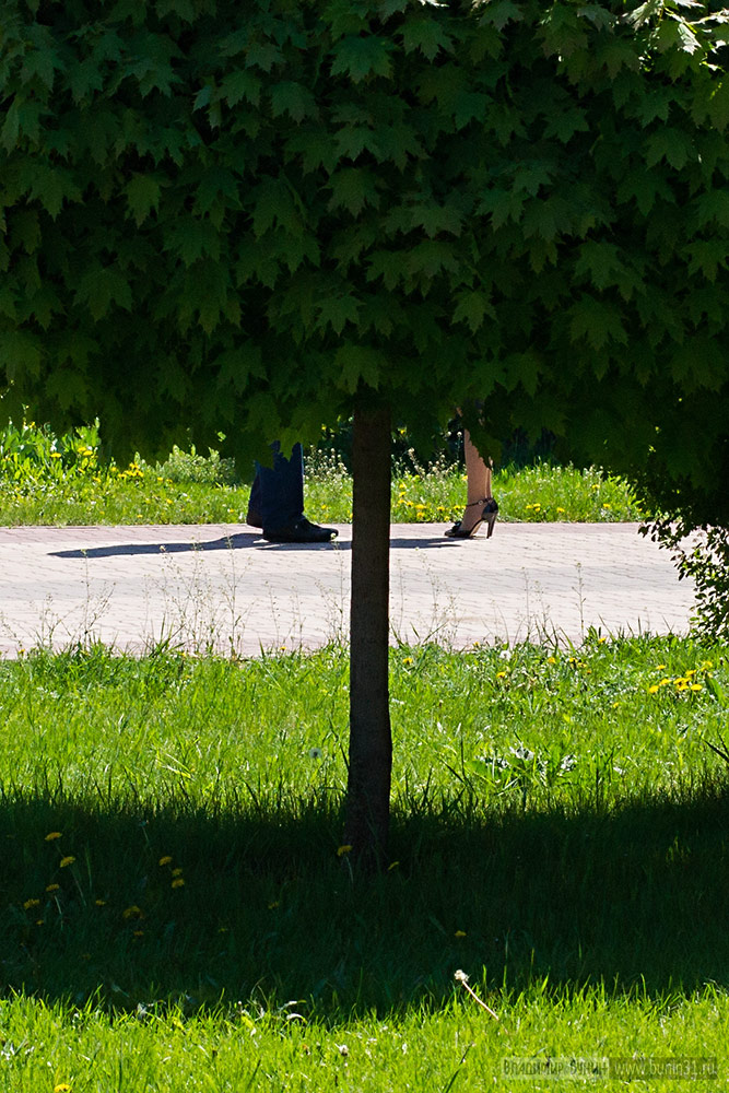 667x1000, 238 Kb / ноги, дерево, клён, тень