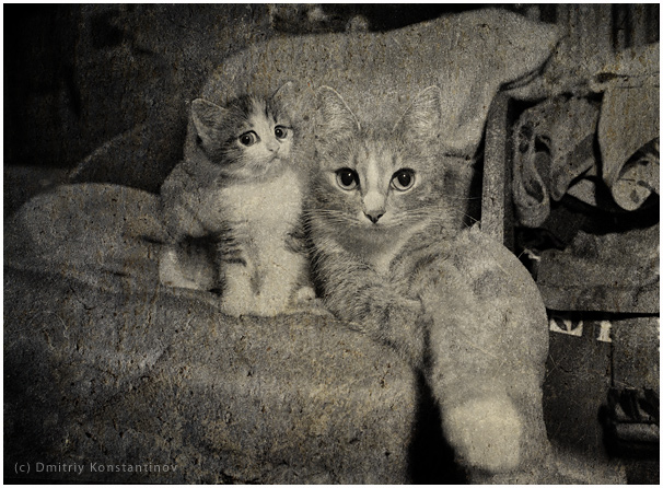 606x446, 160 Kb / кошка, котёнок, портрет, ч/б