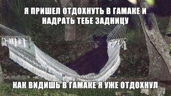 599x337, 84 Kb / гамак, медведь