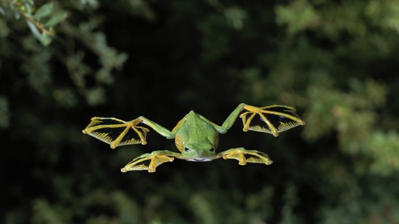 800x450, 28 Kb / Лягушка, полёт