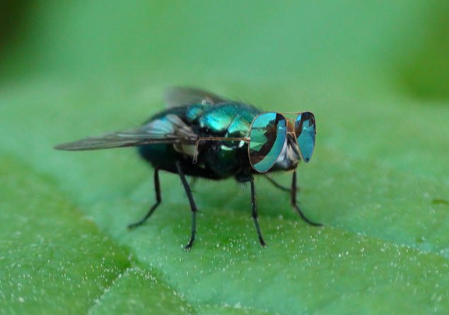 635x446, 33 Kb / Муха, очки