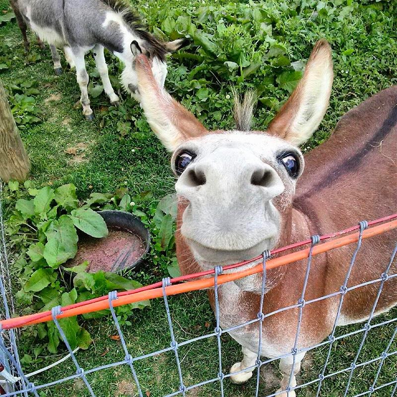 800x800, 244 Kb / осел, ослик, сетка