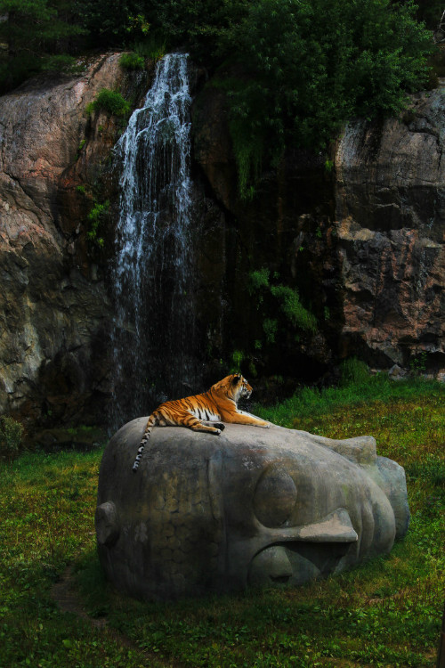 500x750, 147 Kb / тигр, будда, голова, статуя, водопад
