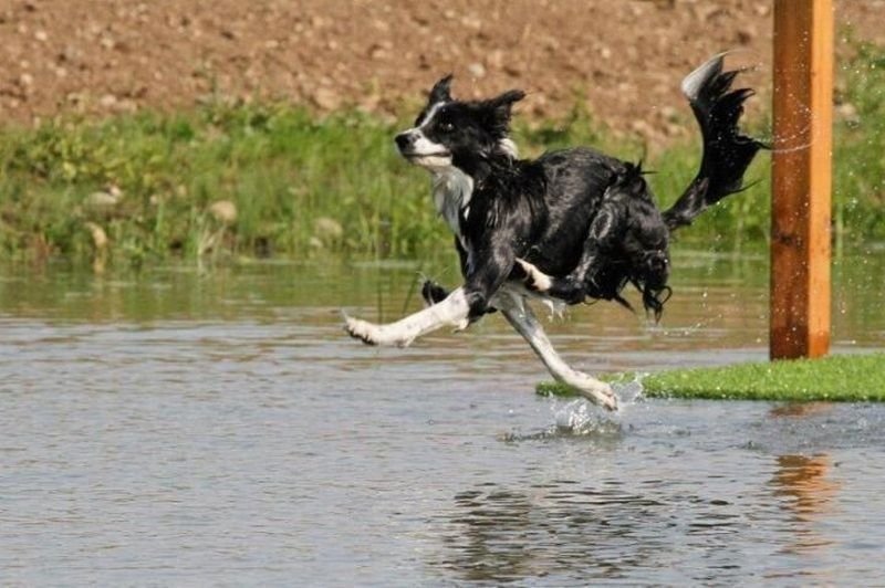 800x532, 81 Kb / собака, вода, бег